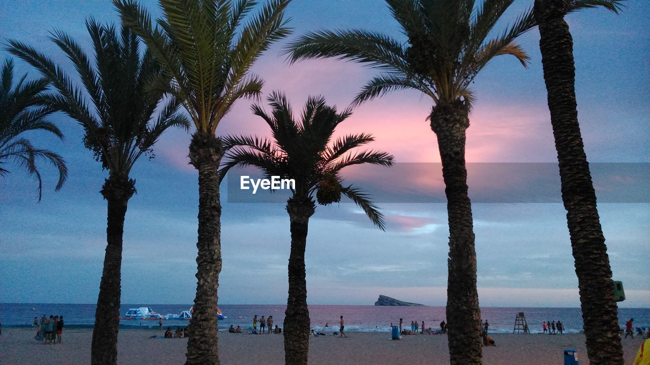 PALM TREES AT BEACH AGAINST SKY