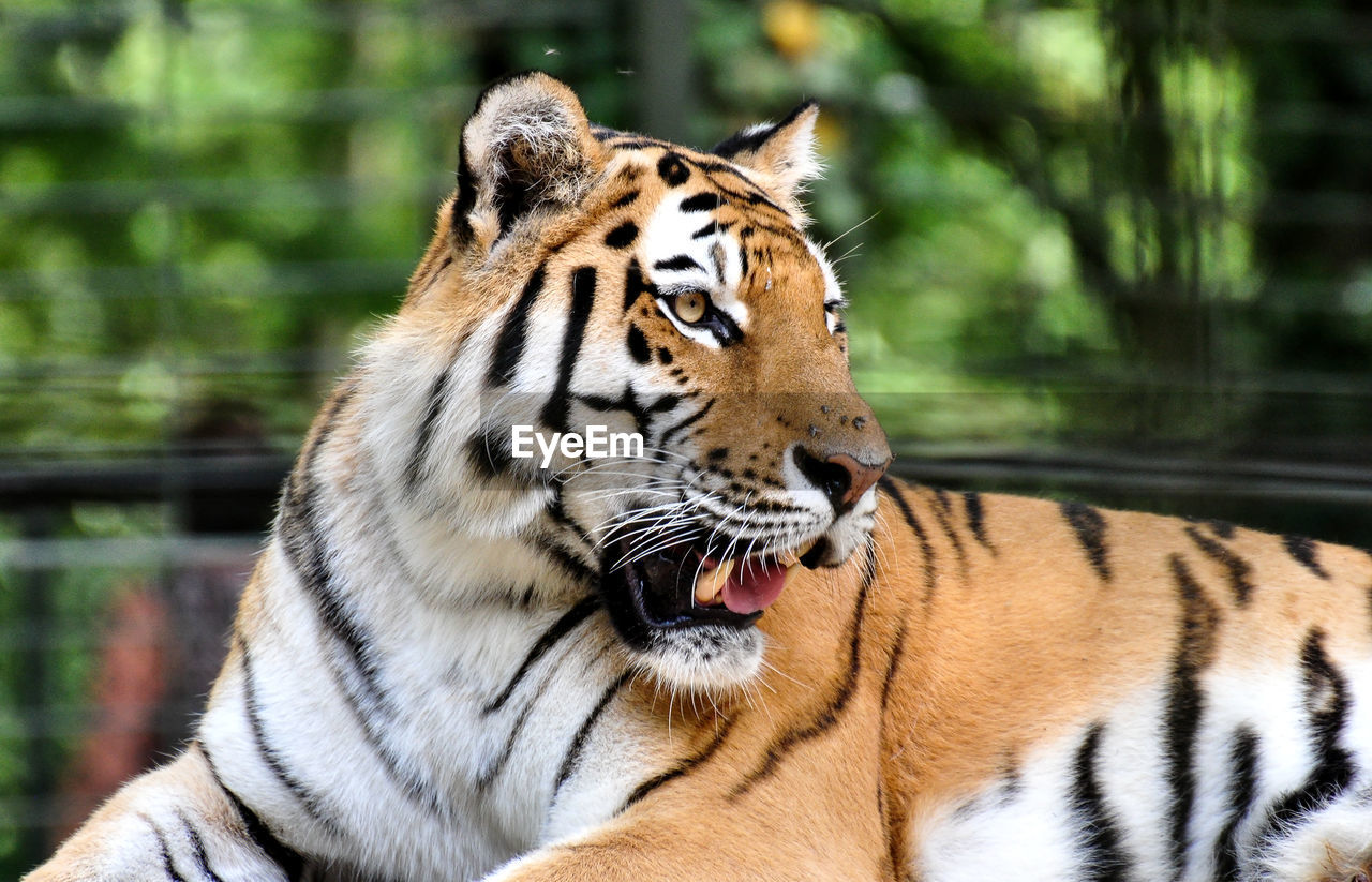 Close-up of tiger in zoo