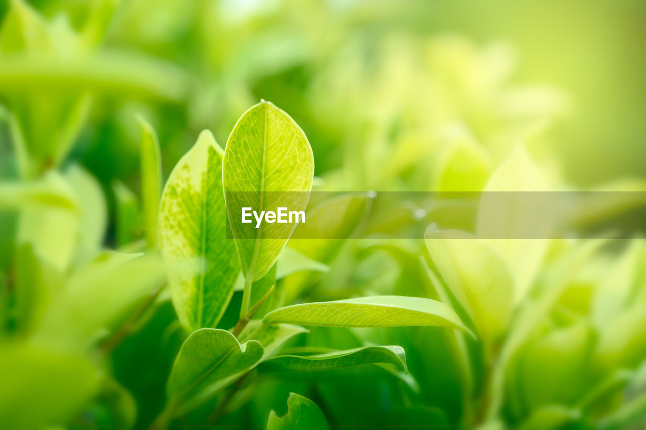 CLOSE-UP OF FRESH GREEN PLANT