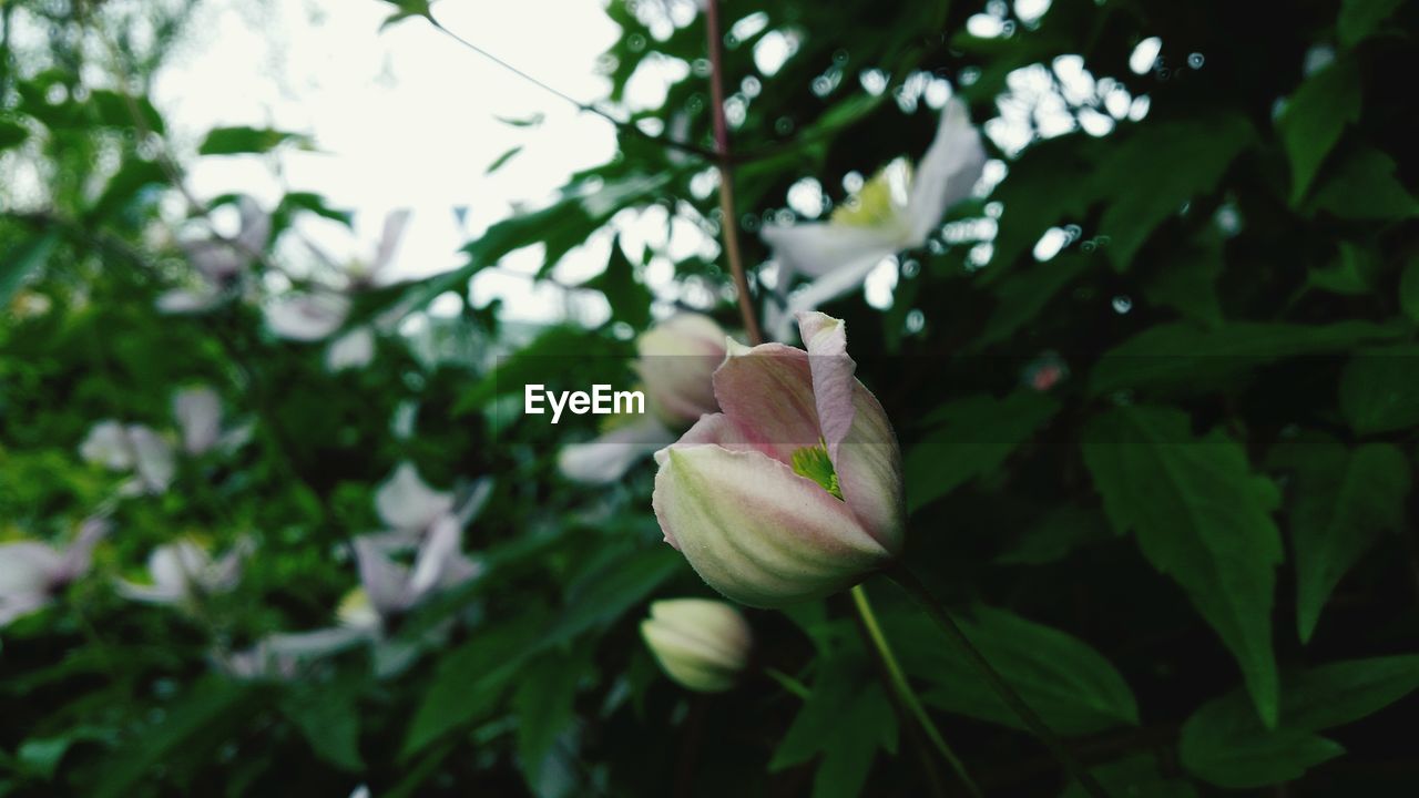 CLOSE-UP OF FRESH WHITE FLOWER BLOOMING IN PARK