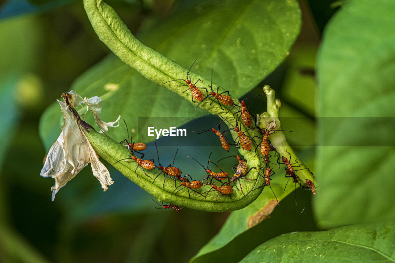 CLOSE-UP OF GRASSHOPPER ON LEAF