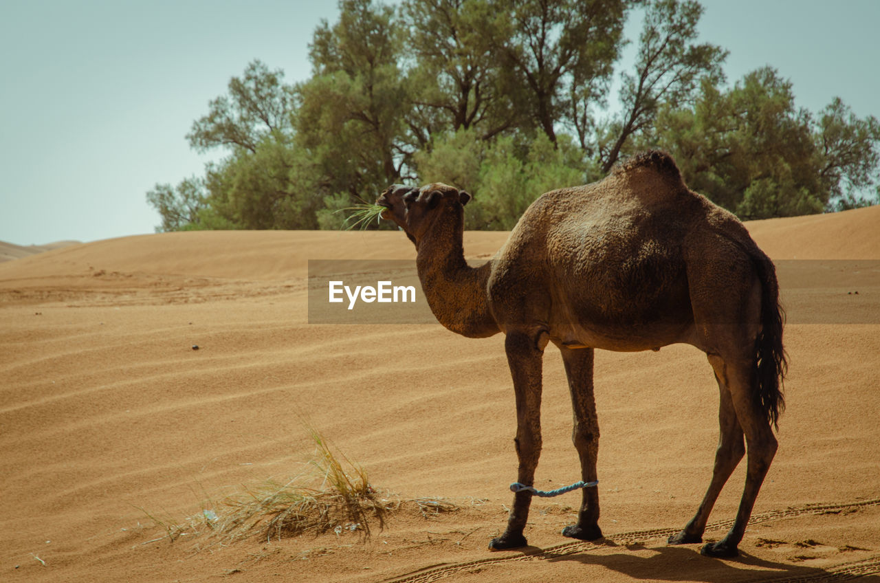 VIEW OF A HORSE ON SAND