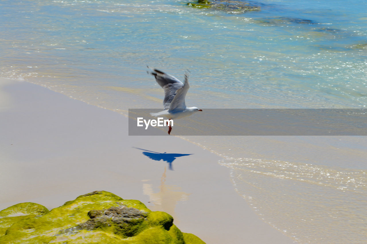 High angle view of seagull flying over shore at beach