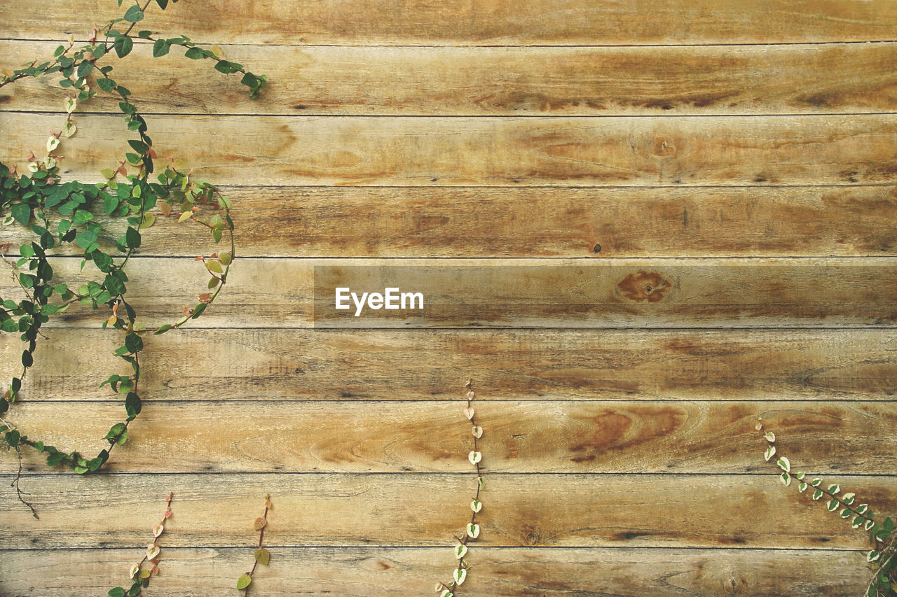 wood, wall, pattern, no people, backgrounds, plant, full frame, textured, day, tree, nature, flooring, wall - building feature, outdoors, brown, soil, branch, green, architecture, built structure, floor, growth, leaf, high angle view, old, close-up, weathered