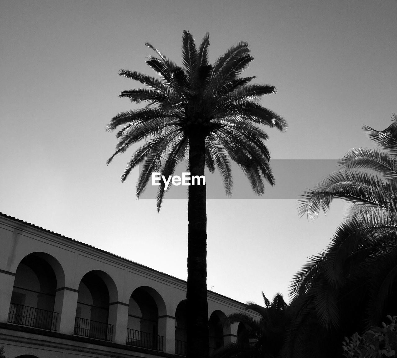 LOW ANGLE VIEW OF PALM TREE AGAINST SKY