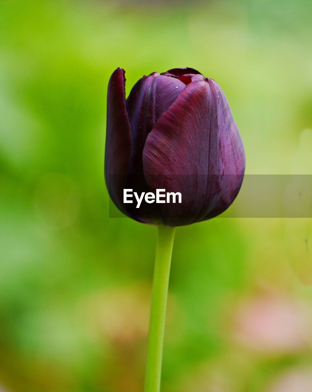 Close-up of purple tulip flower