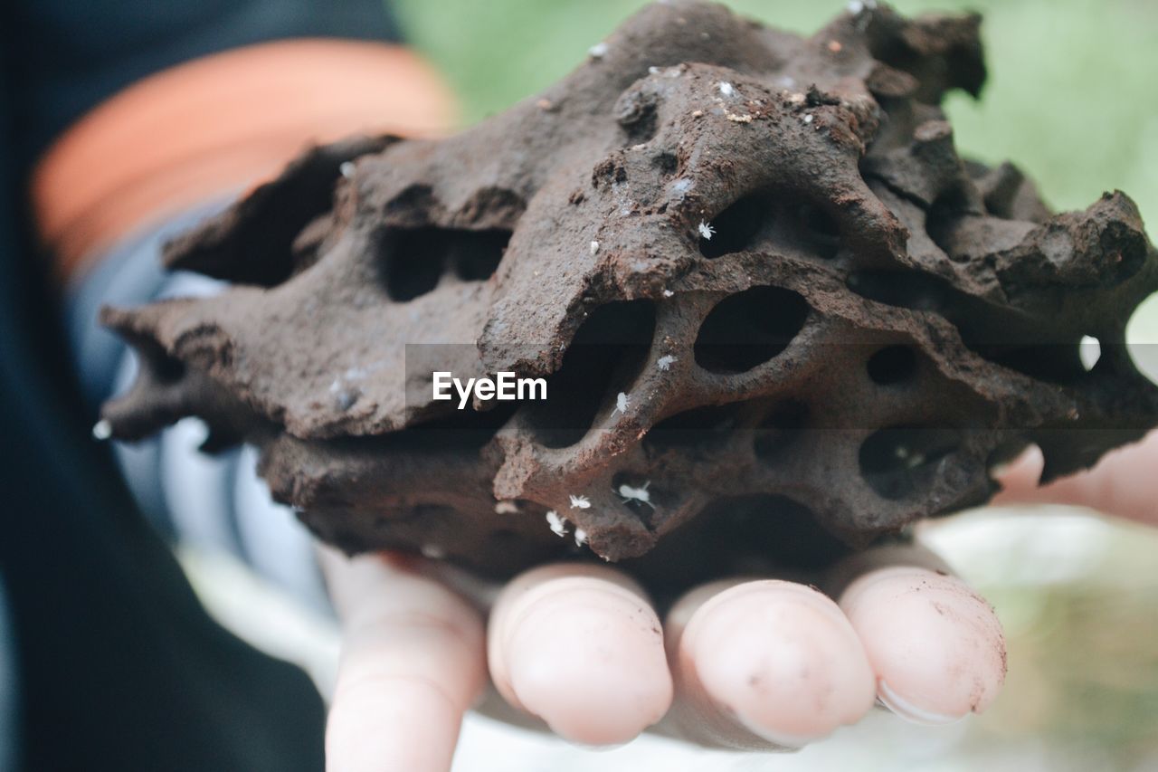 Cropped hand holding termite nest