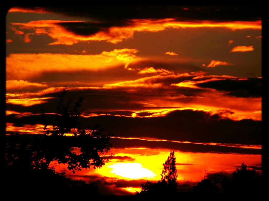 SILHOUETTE OF TREES AT SUNSET