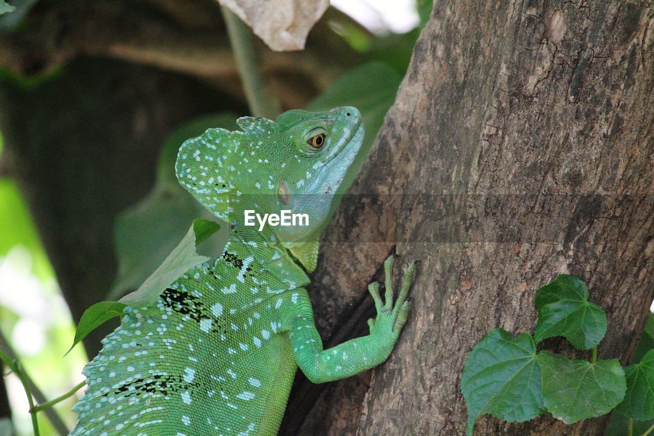 Close-up of lizard on tree trunk