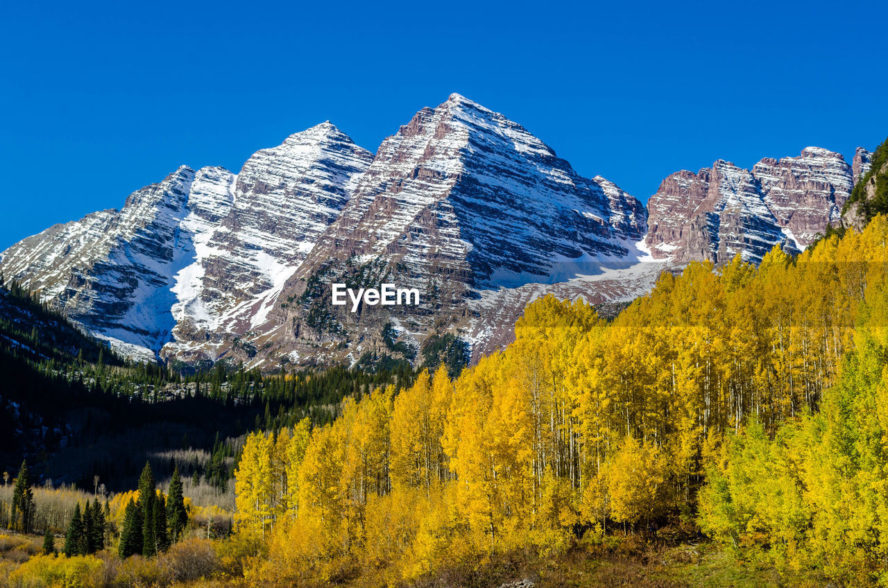 Fall foliage in front of the maroon bells in aspen, co