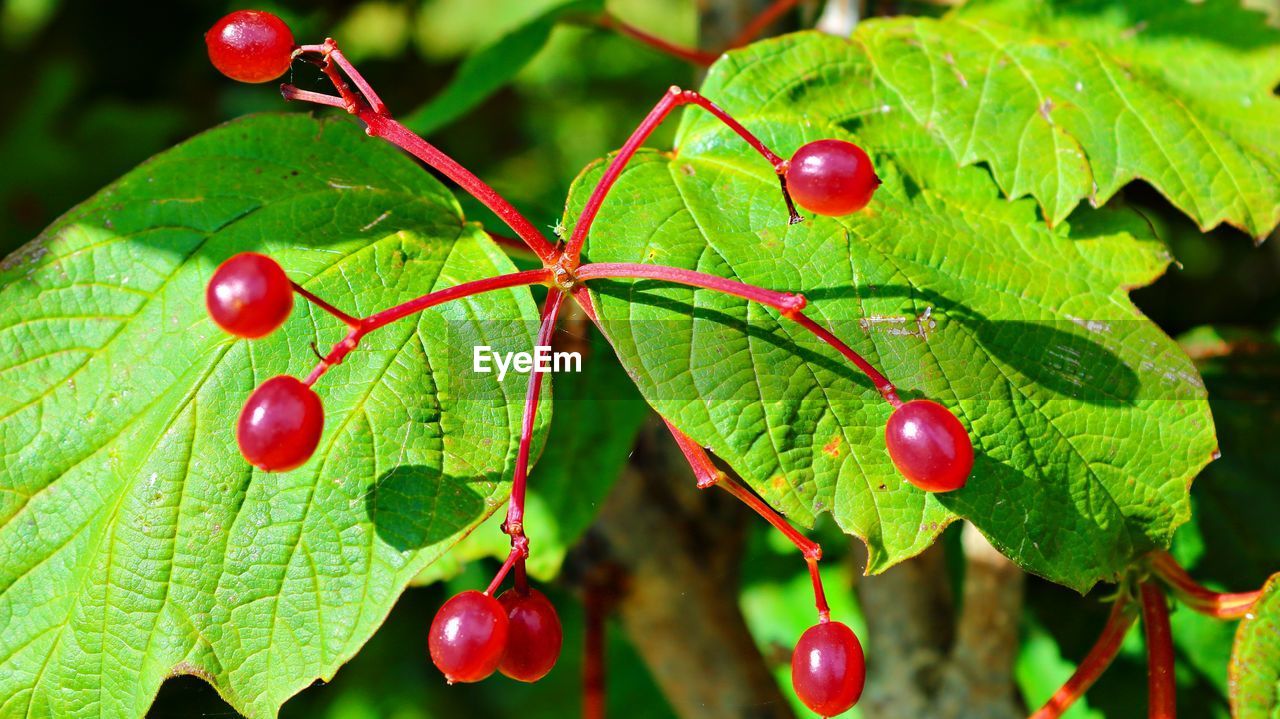 RED BERRIES GROWING ON TREE