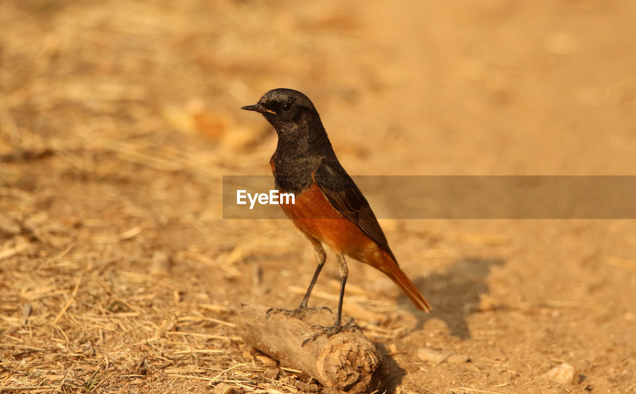 BIRD PERCHING ON A FIELD