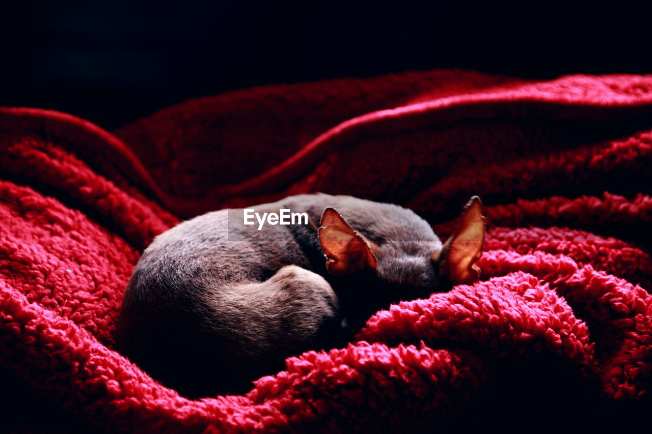 Chihuahua sleeping on red towel