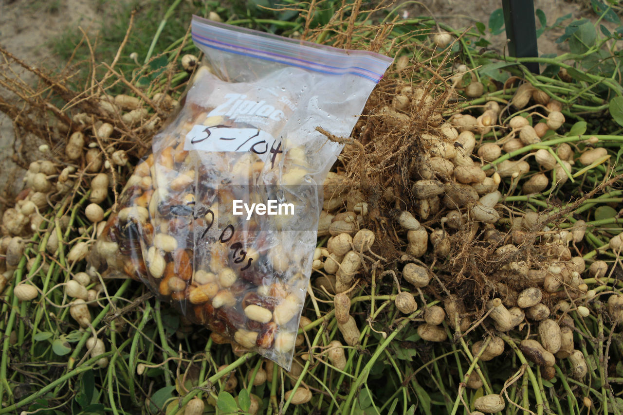 High angle view of peanuts in bag