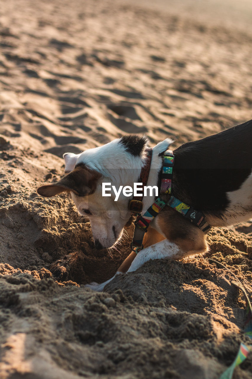 DOG RELAXING ON THE BEACH