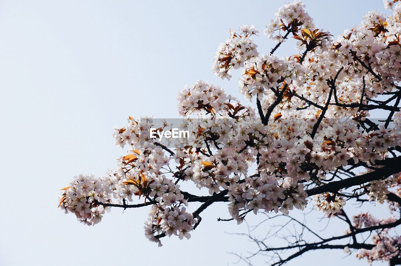 APPLE BLOSSOMS IN SPRING