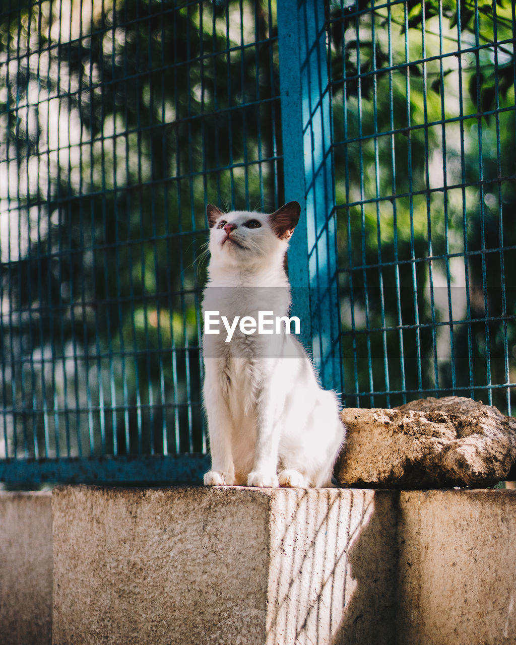 Cat sitting in a fence