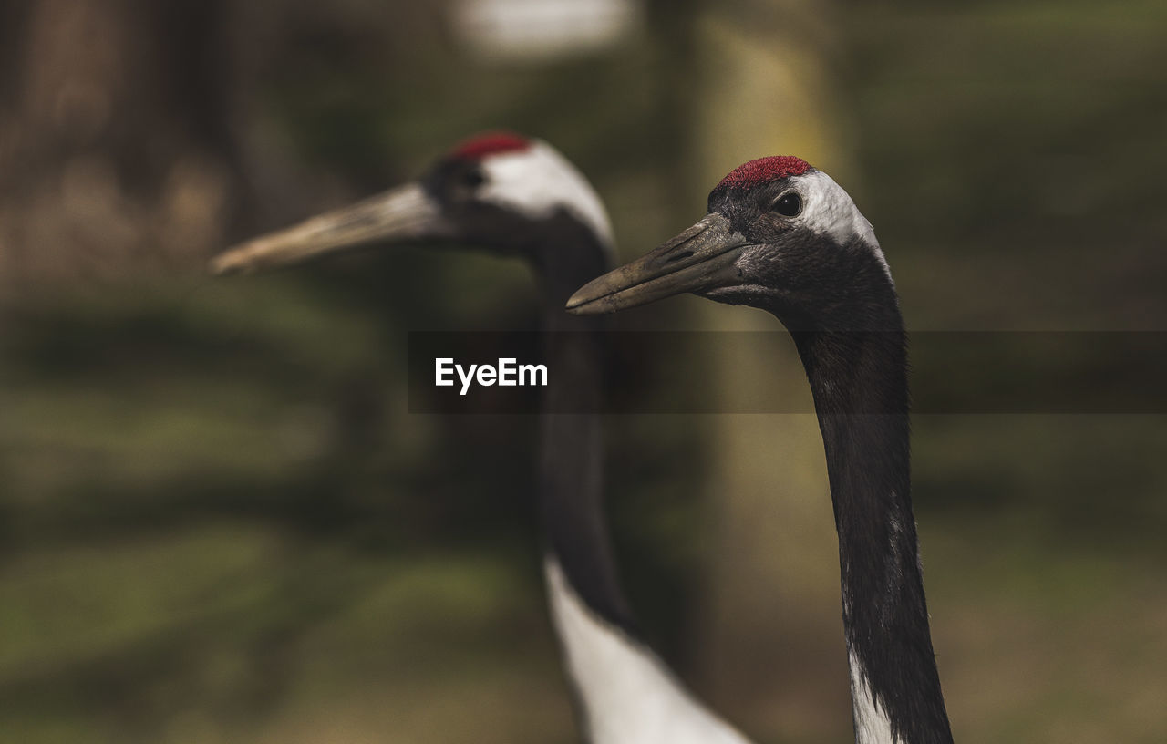 Close-up of cranes looking away