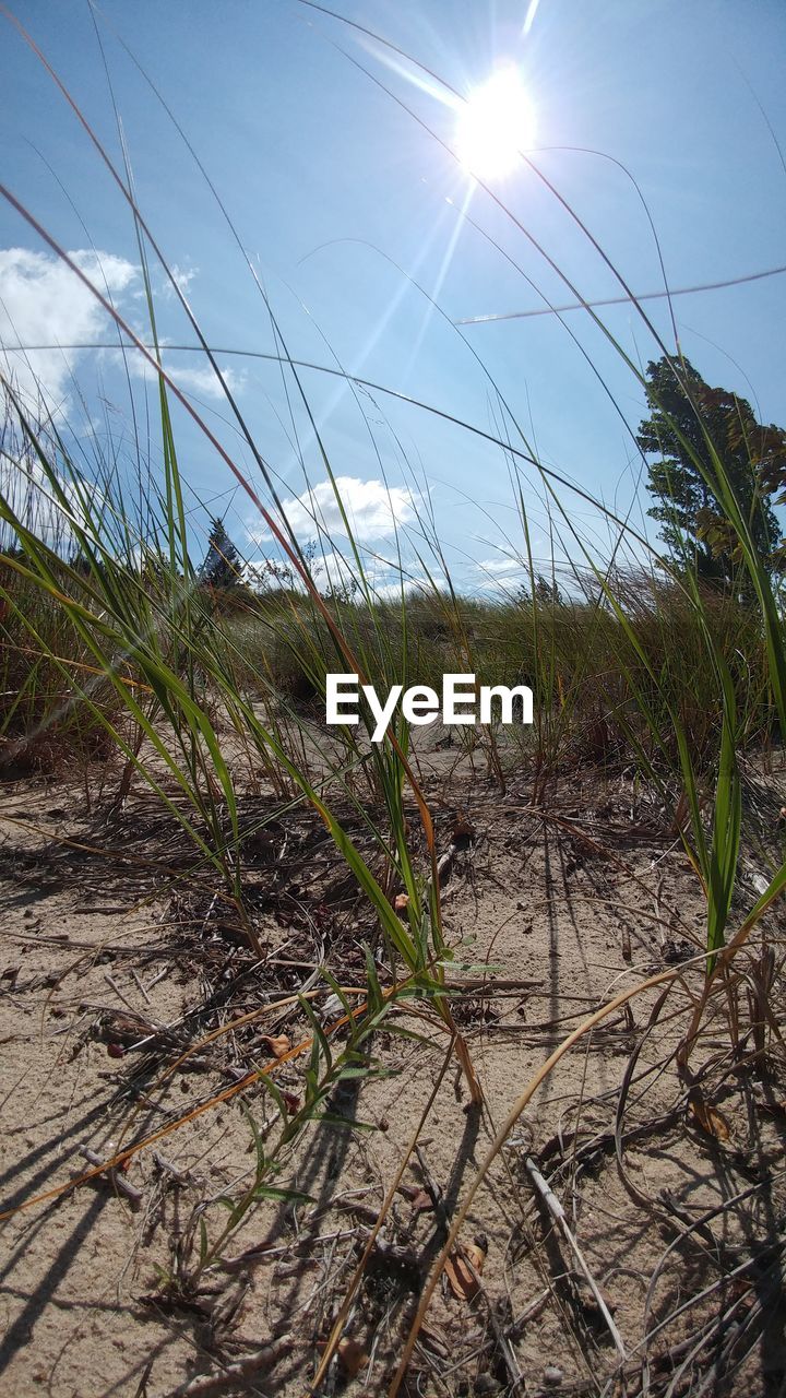 PLANTS GROWING ON SHORE AGAINST SKY