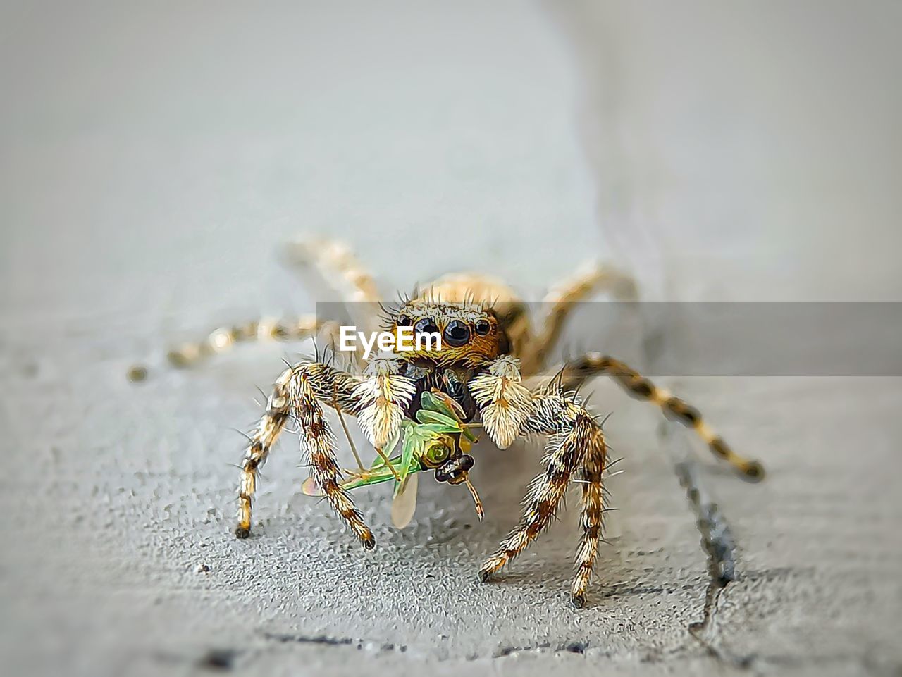 CLOSE-UP OF SPIDER ON A TABLE