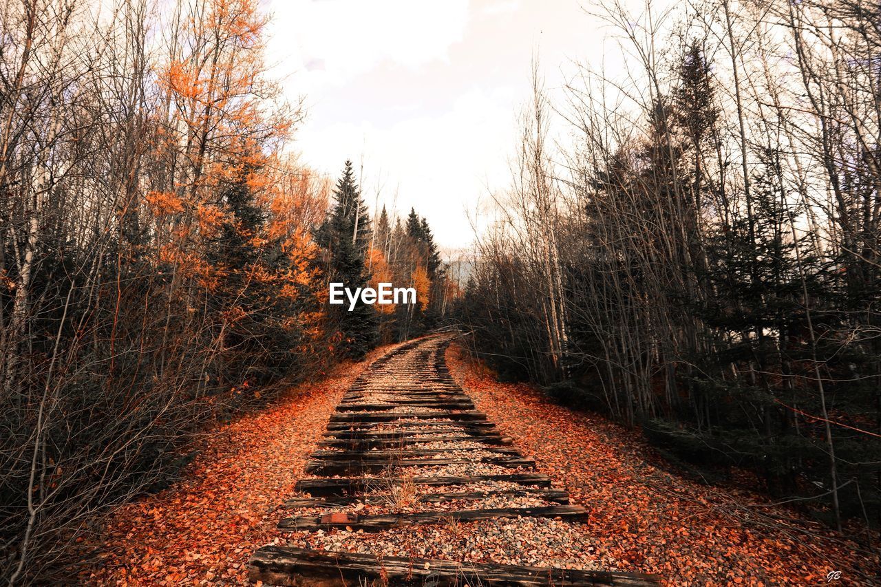 Abondoned train track through the woods.
