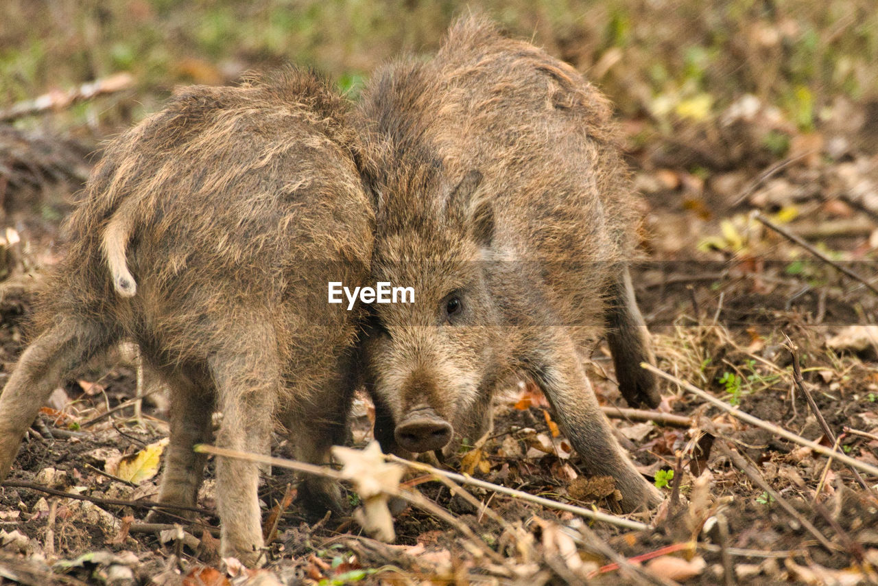 Young boar