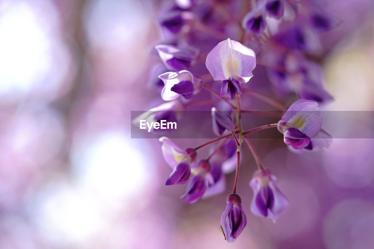 Close-up of purple flowering plant