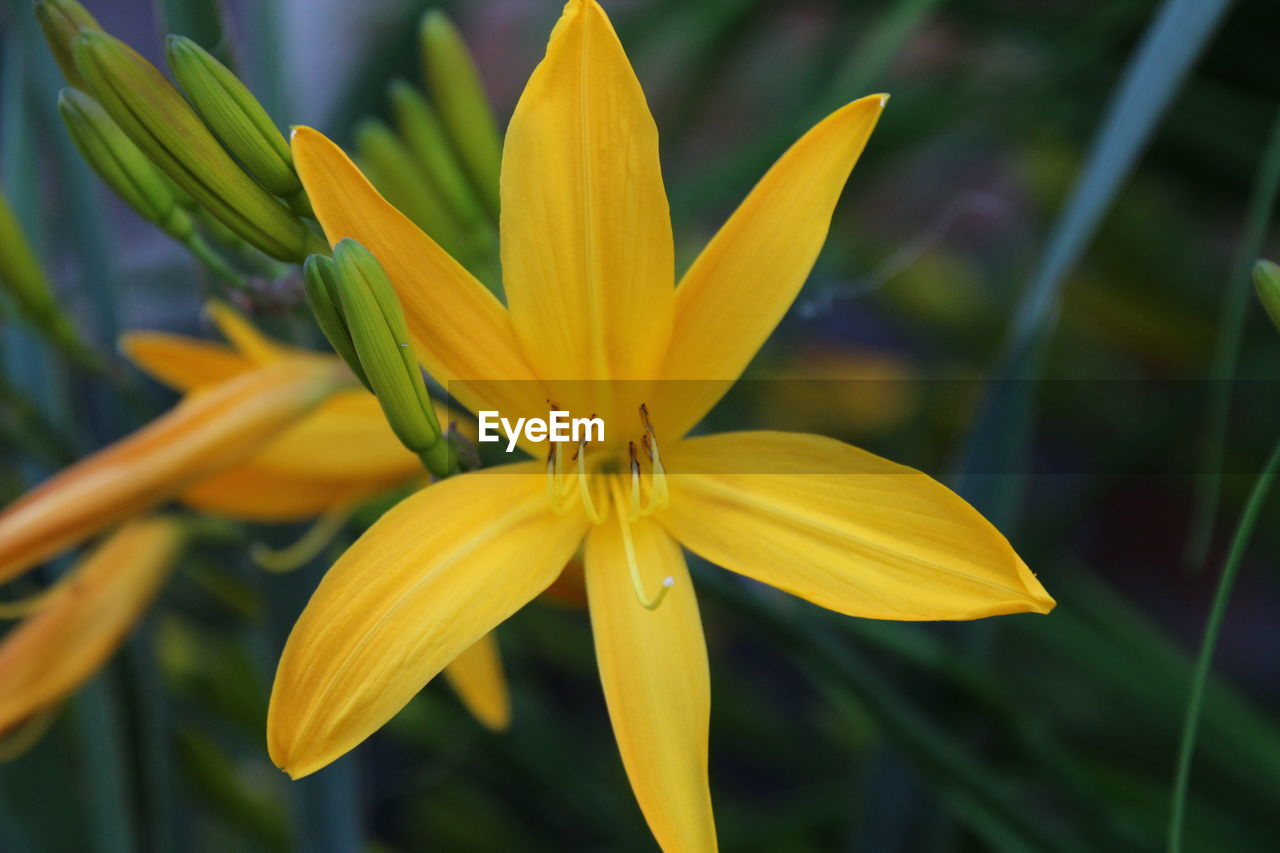 CLOSE-UP OF YELLOW FLOWERS