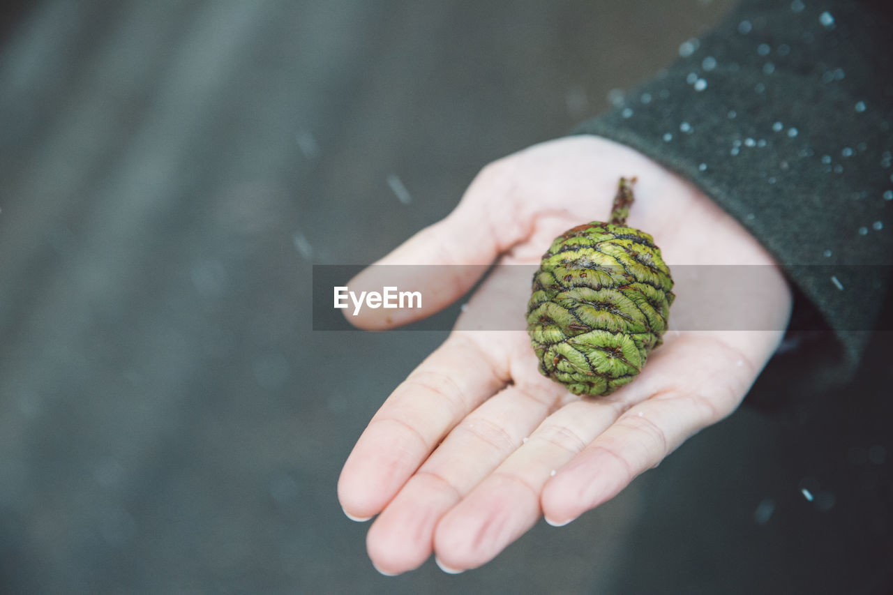 Close-up of hand holding pine cone