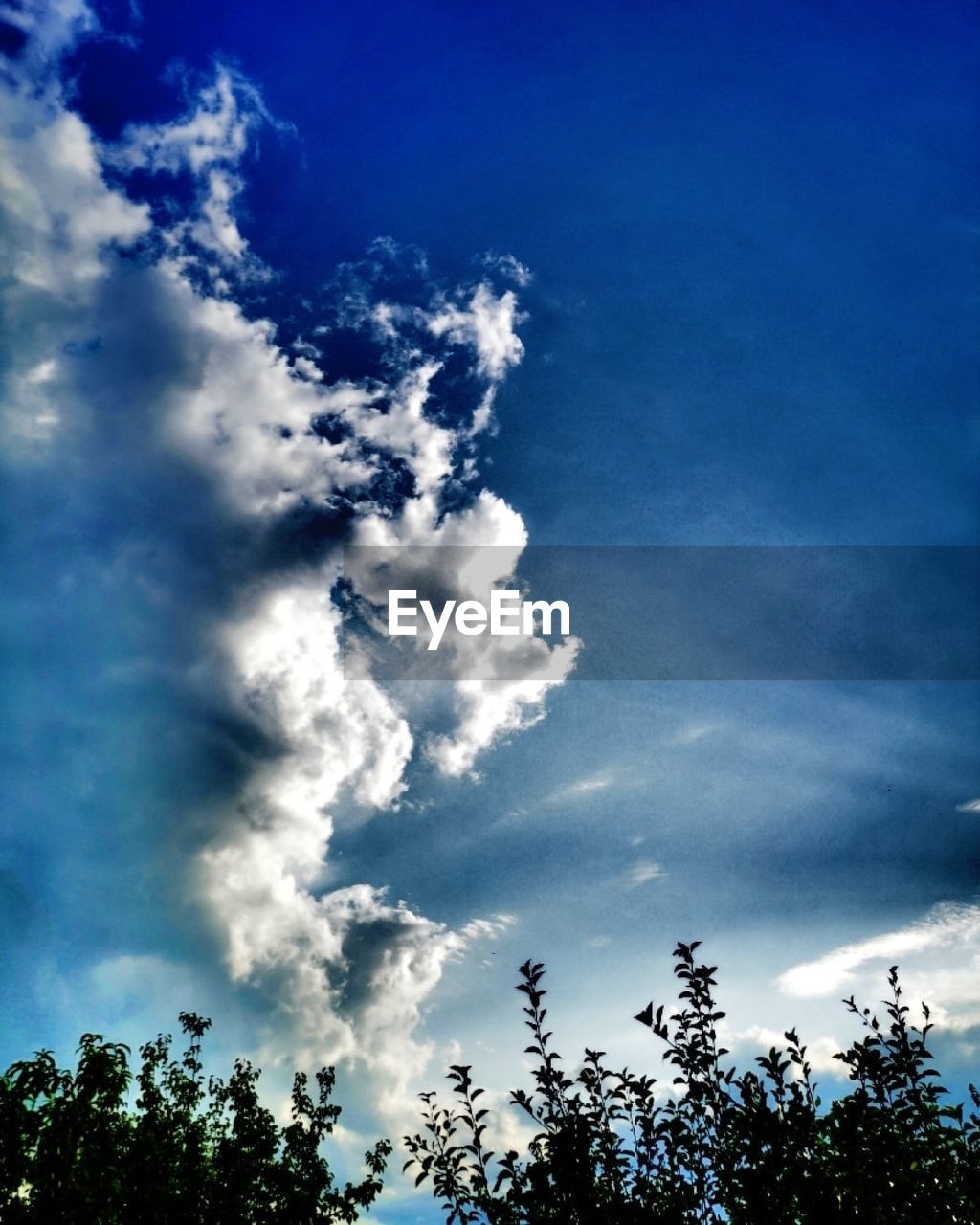 sky, cloud, tree, plant, low angle view, sunlight, nature, beauty in nature, blue, no people, tranquility, scenics - nature, outdoors, silhouette, day, environment, tranquil scene, growth