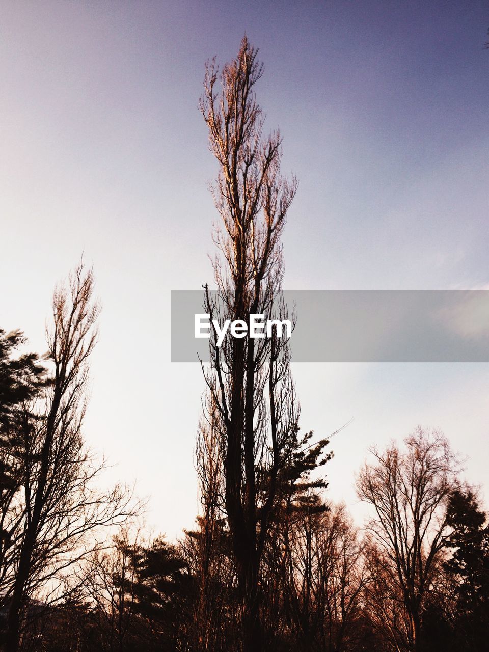 Low angle view of trees in forest