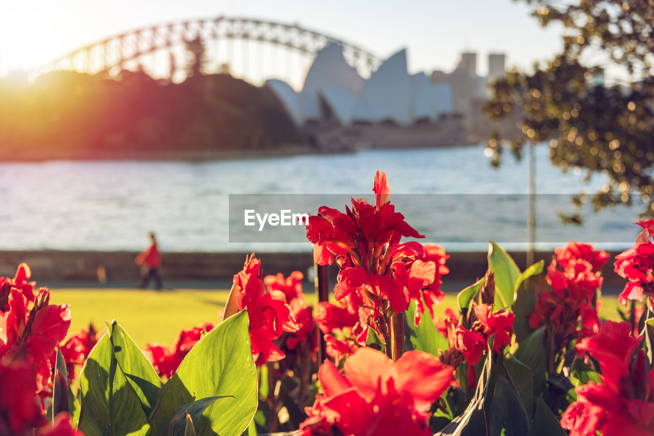 Bright red canna lily flowers with sydney landmarks on the background. sydney,  tourism background