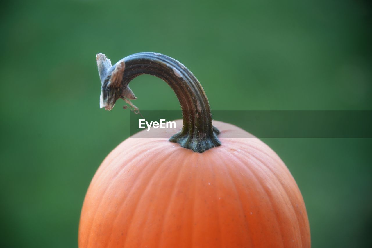 Close-up of pumpkin with green background