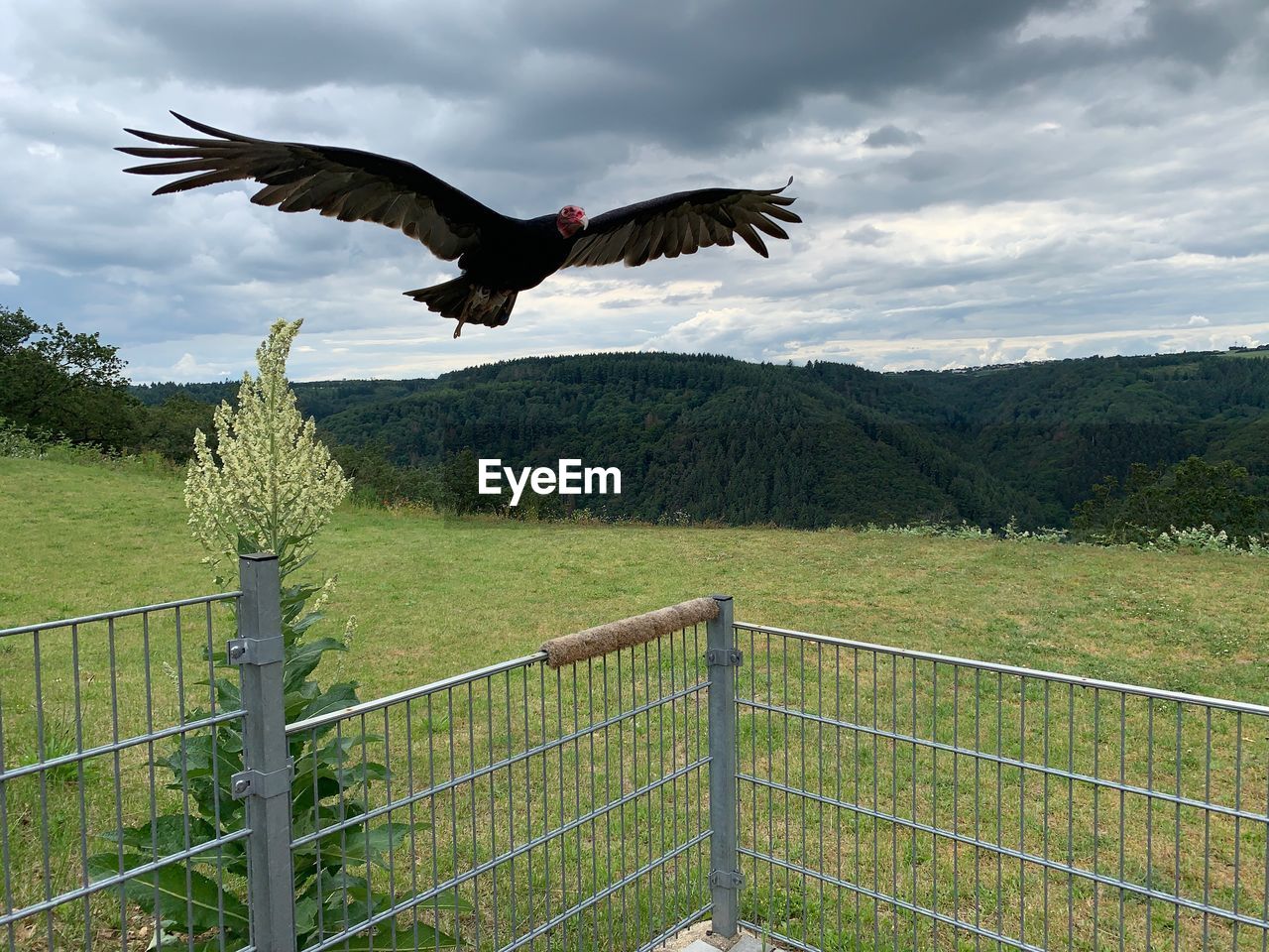 Bird flying against sky