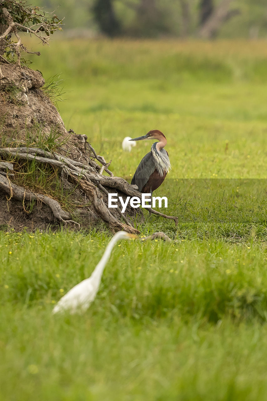 Birds perching on grassy land