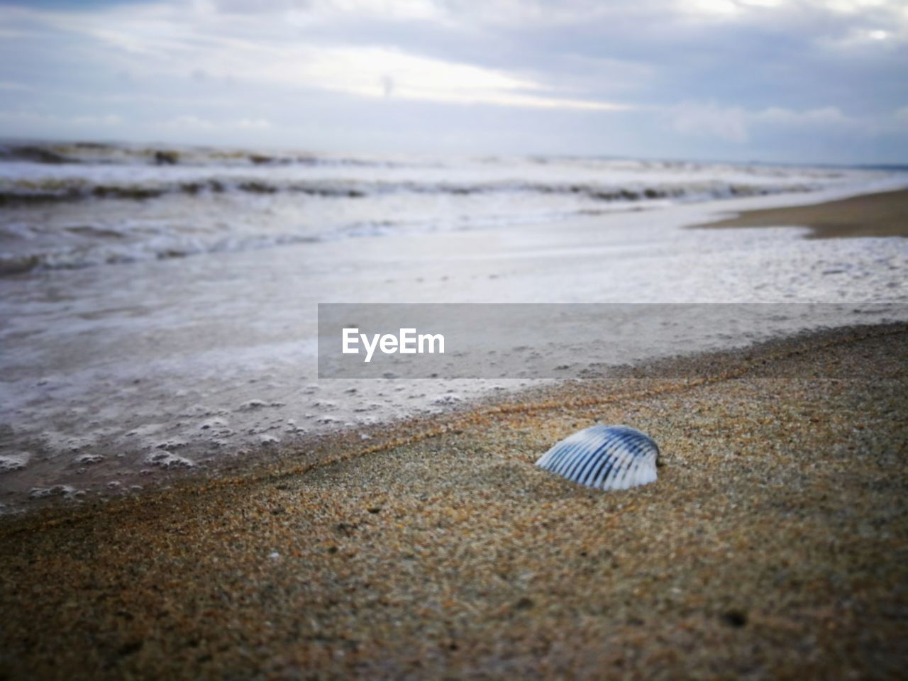 VIEW OF SEASHELL ON BEACH