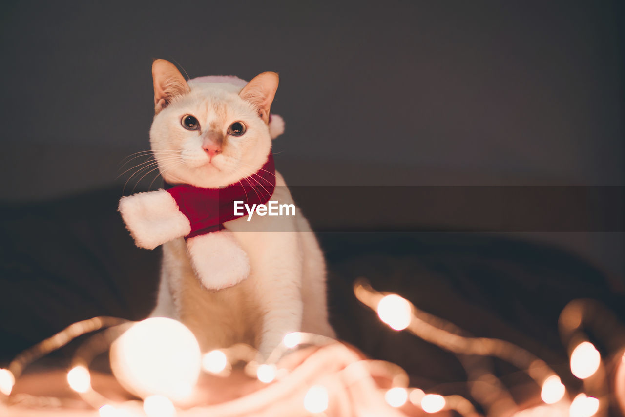 Close-up of cat sitting amidst illuminated string lights at home
