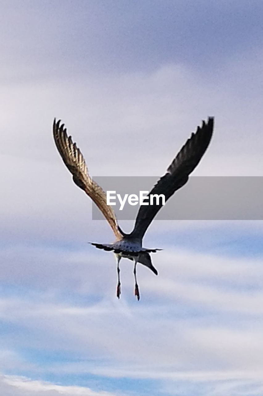 EAGLE FLYING IN SKY