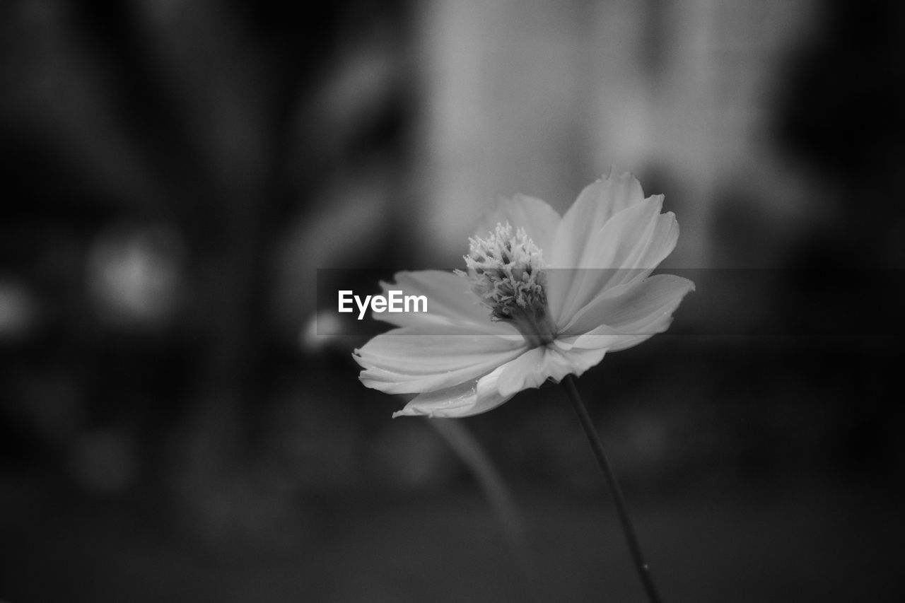 CLOSE-UP OF WHITE FLOWER AGAINST BLURRED BACKGROUND