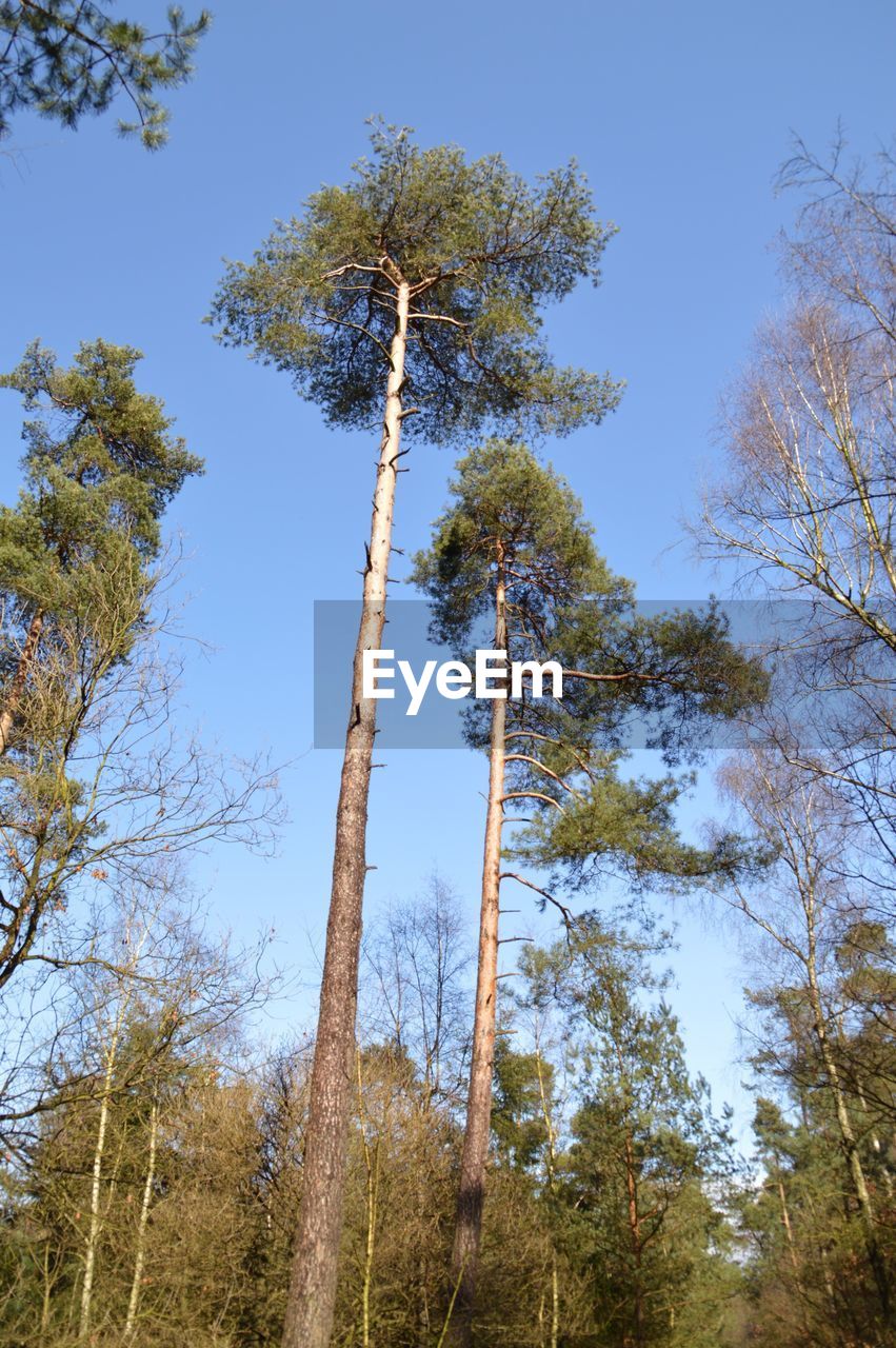 LOW ANGLE VIEW OF TREES AGAINST SKY IN FOREST