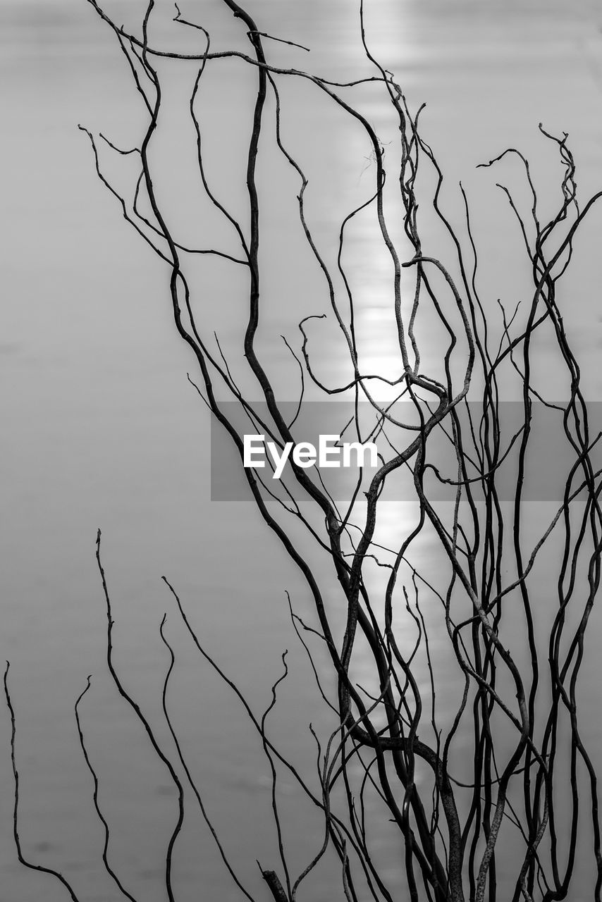 BARE TREES AGAINST SKY
