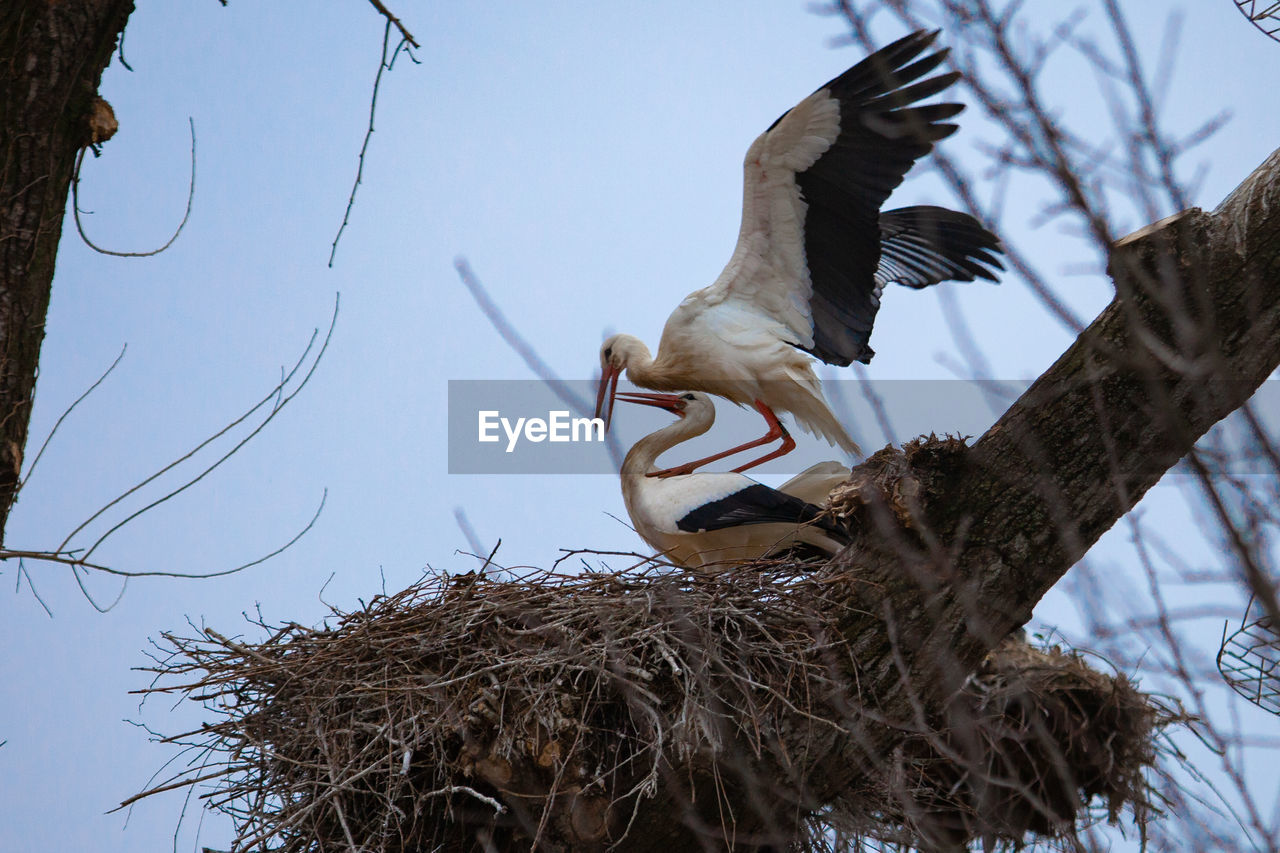 White stork in a sex position