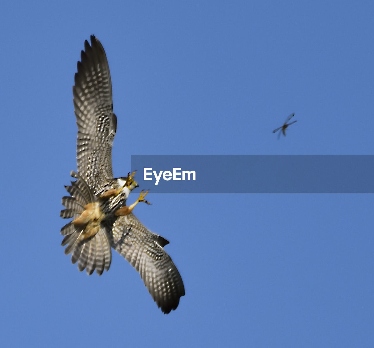 CLOSE-UP OF EAGLE FLYING AGAINST CLEAR BLUE SKY