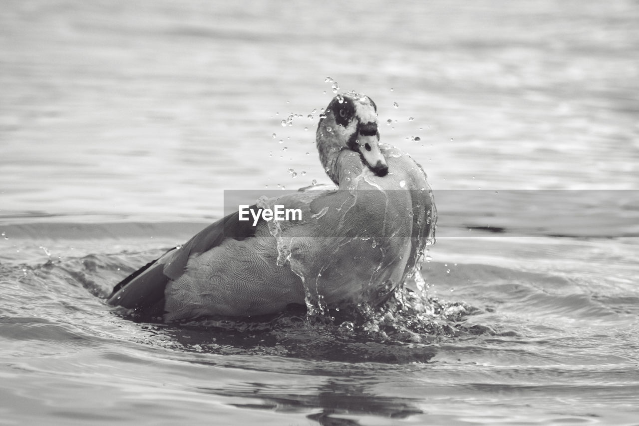 CLOSE-UP OF SWAN IN LAKE