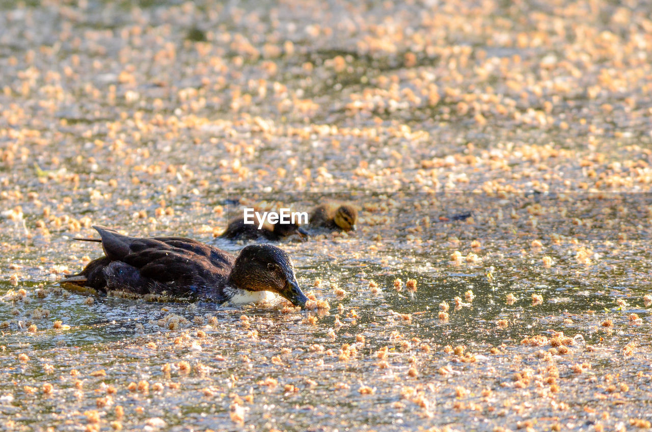 SIDE VIEW OF A DUCK SWIMMING