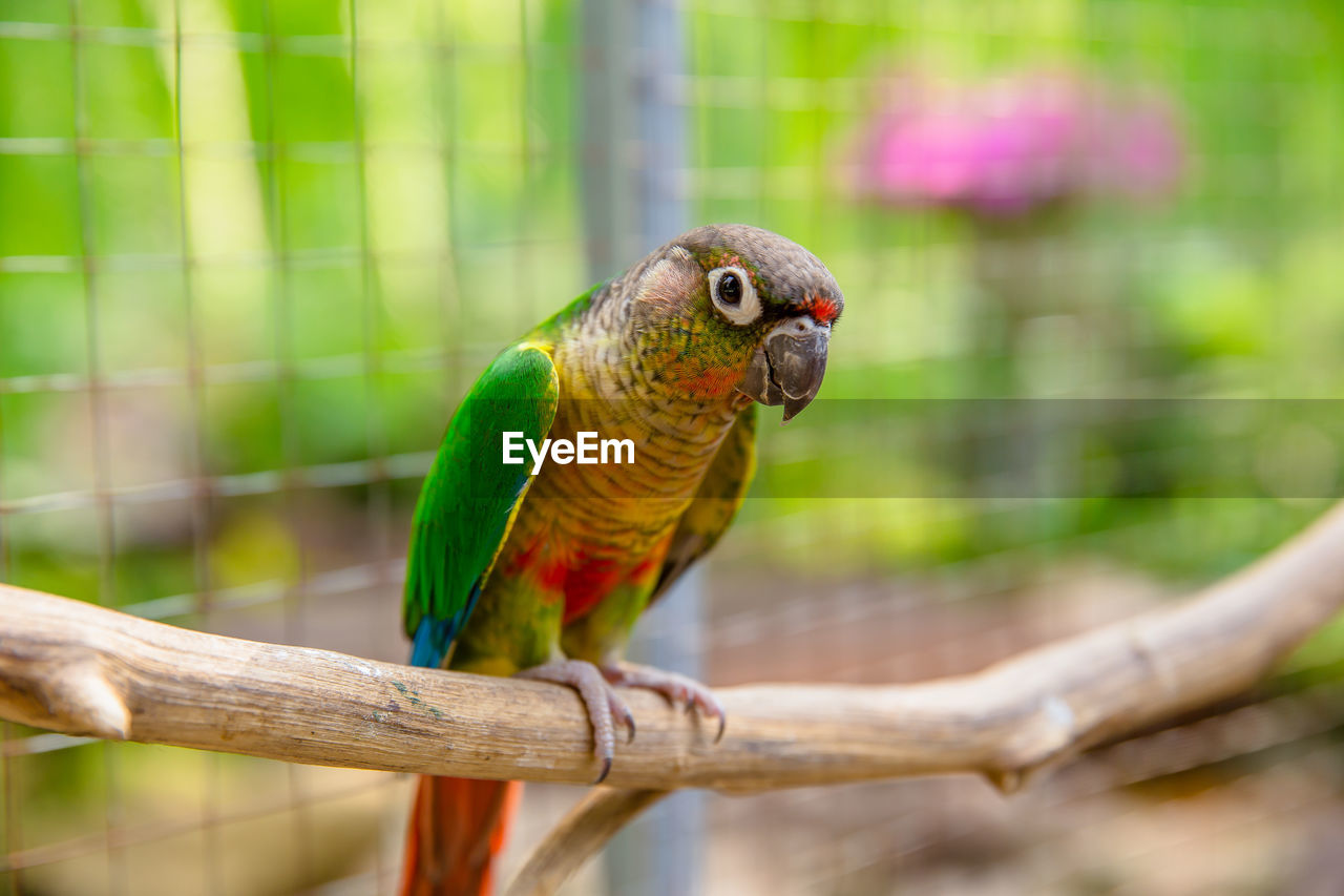 CLOSE-UP OF BIRD PERCHING ON BRANCH