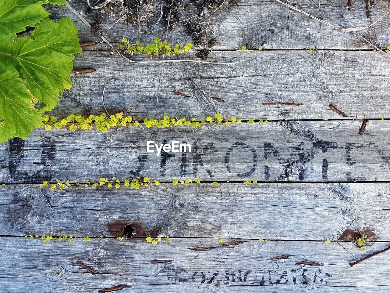 CLOSE-UP OF PLANTS ON WOODEN SURFACE