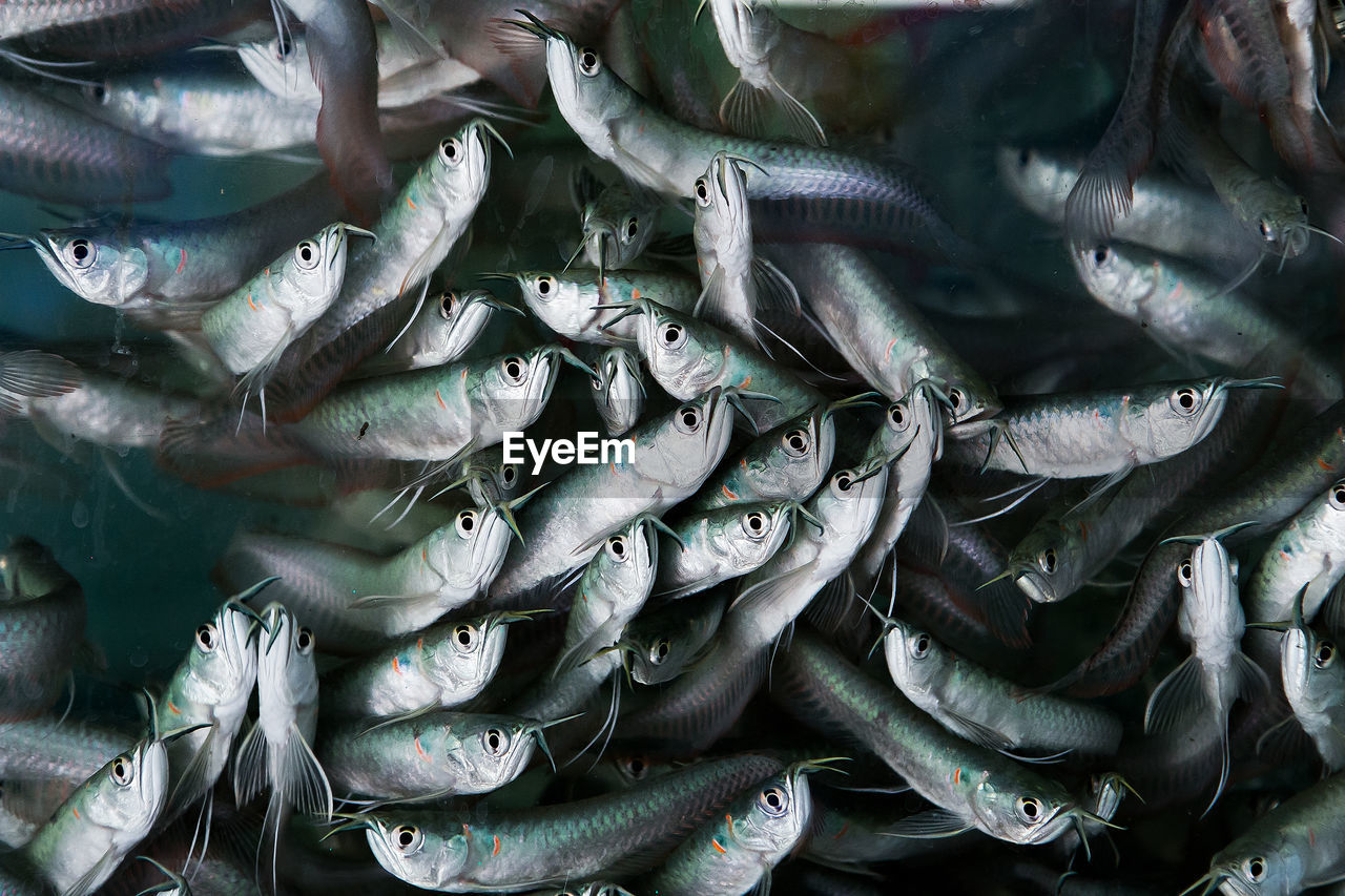 Full frame shot of fishes for sale in market