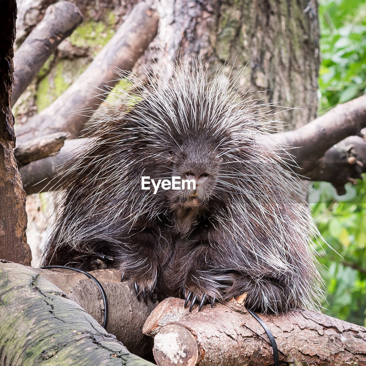 North american porcupine on branch at zoo