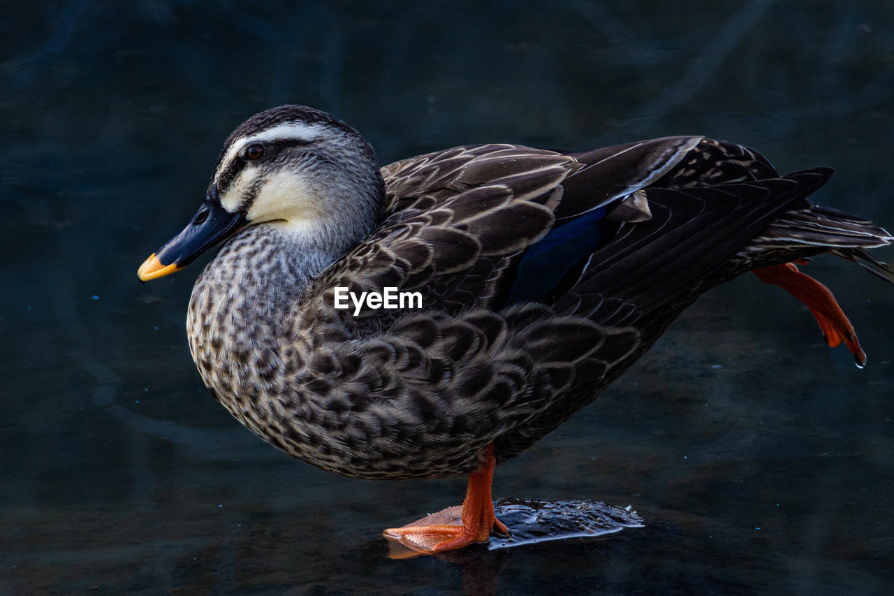 Close-up of duck swimming in lake